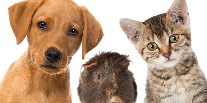 Las mascotas ideales para Cáncer